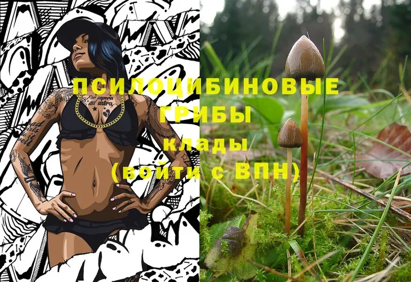 Псилоцибиновые грибы Cubensis  гидра ССЫЛКА  Новозыбков  купить наркотики сайты 